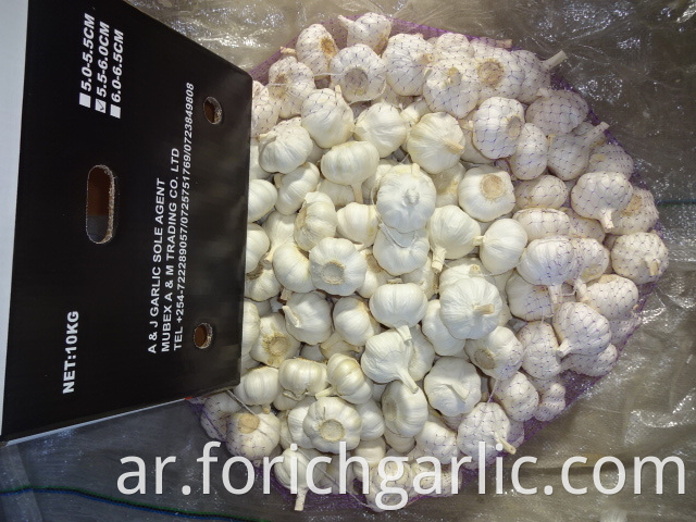 Fresh Pure White Garlic 2019